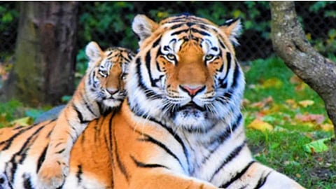 tiger ajara forest