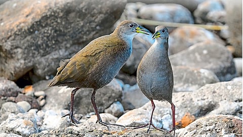 Fatakadi Bird