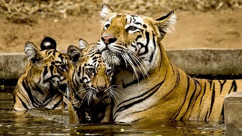 tiger 