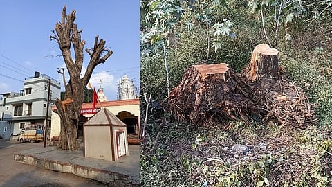 Contractor fined 20 lakh 35 thousand rupees for cutting down 36 trees illegally in nashik
