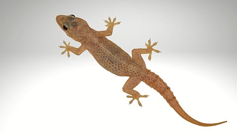 Tips to get rid of Home lizards