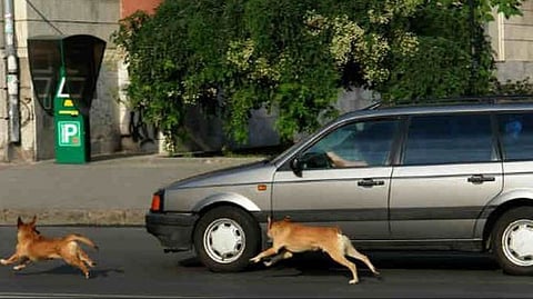 Barking Dog