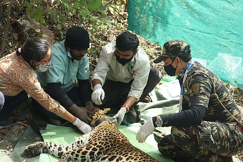 Jivan leopard