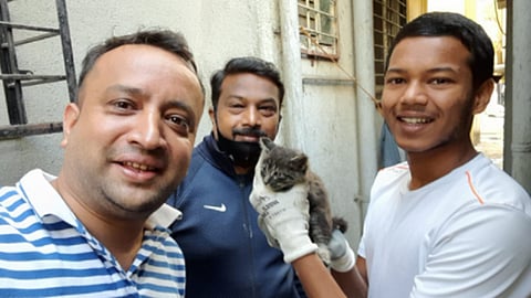 Kitten