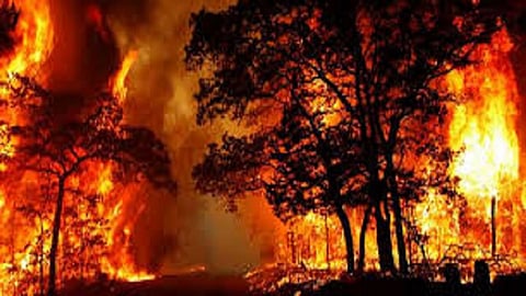 रत्नागिरीमध्ये वणव्यात काजू, आंबा कलमे मातीमोल