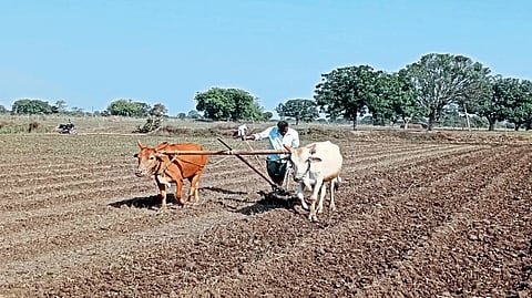 Farmer