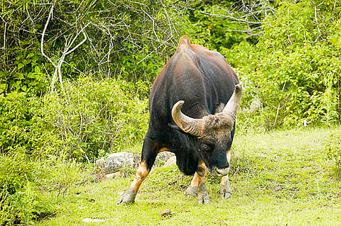 Gaur