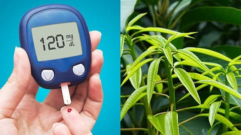 Leaves For Diabetes 