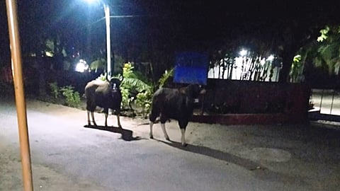 Gaur