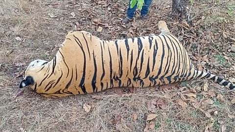tiger