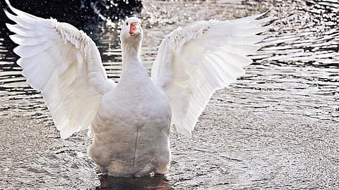 Duck