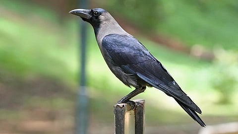Crows