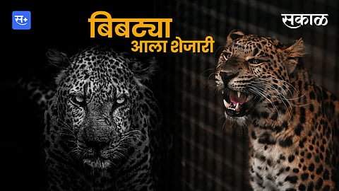 Human-leopard conflict 
