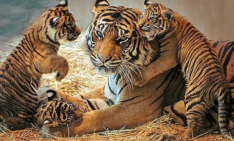tiger conservation