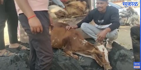 Cow