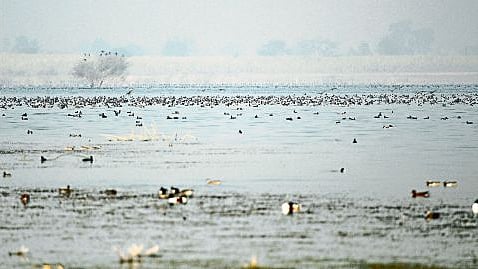 Maharashtra in first place Increase in wetland area of country six and a half lakh hectares