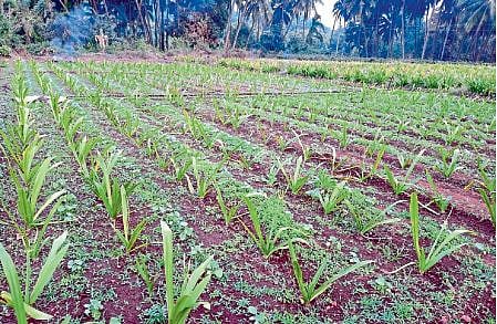 Vegetable and  flower farming pavas 