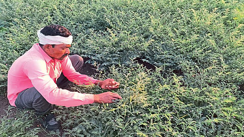  gram crop 