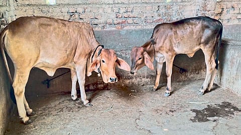 गीर अन्‌ खिलारच्या संकरातून वाढीव दूध उत्पादन