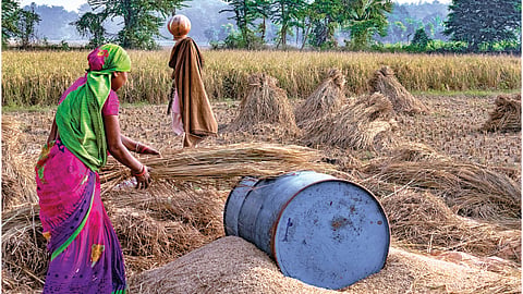 Grains