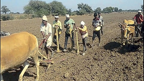 Summer sowing