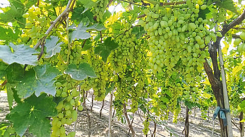 Grapes 