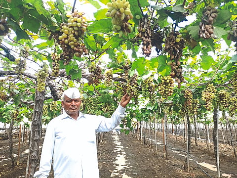 Grapes Farmer
