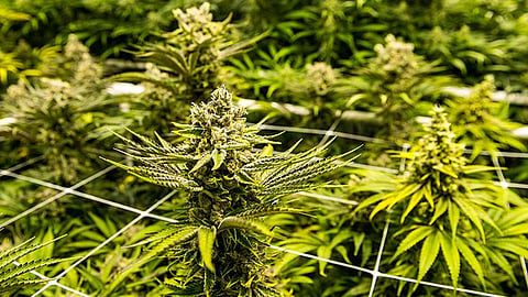 ganja tree