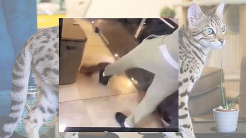 Premier League Footballer Kurt Zouma Kick His Cat in house Video Gone Viral 