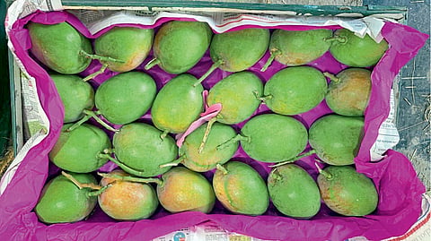 1500 boxes of mangoes sent to Vashi every day ratnagiri