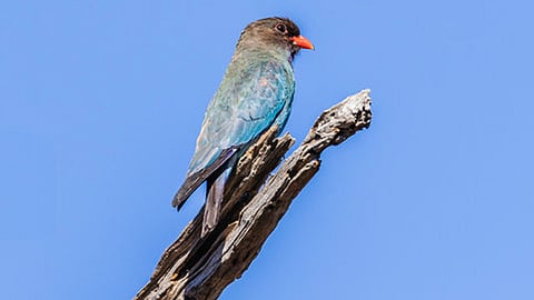  Bird
