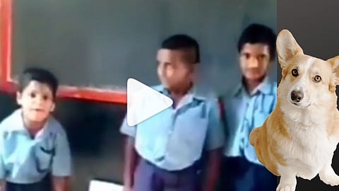 Dogs Voice by Students 