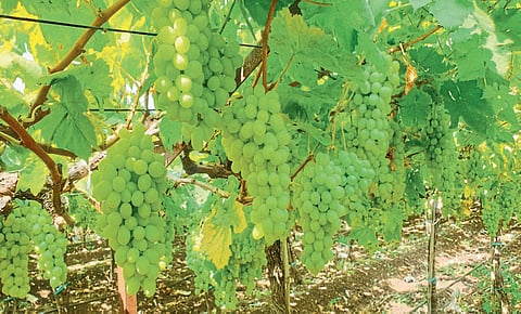 grapes 