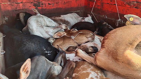 Cattle transport