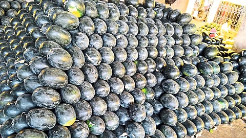 Watermelon fruit