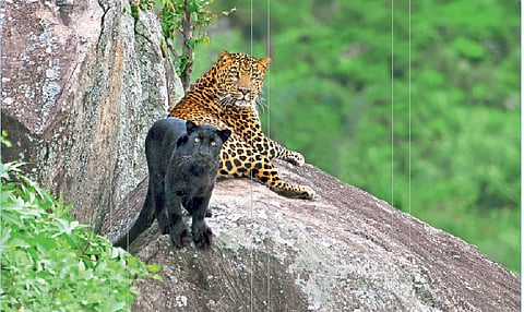 Black Tiger