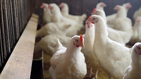 Bird flu