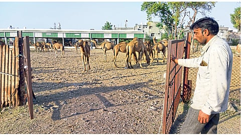 Camel