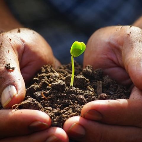 Seedlings