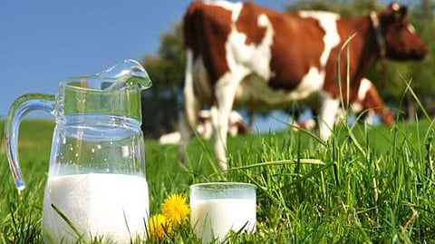 success story of two doctors Dr Sambhaji Chavan and Dr Krishna Satpute in dairy industry