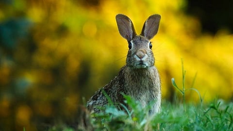 Rabbit 