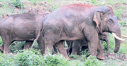 elephant 