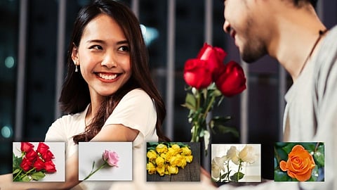 Roses 