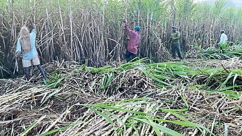 sugarcane