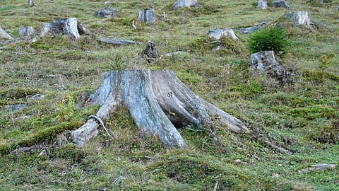over 30 lakh trees cut in India for developmental projects in 2020 21 none in Delhi says government  