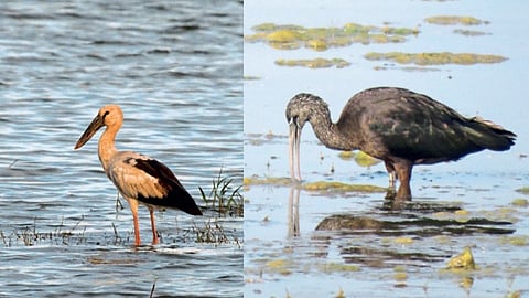 jayakwadi bird sanctuary aurangabad Birdwatchers see various birds 