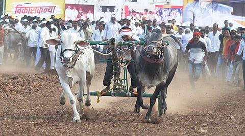 बैलगाडा शर्यत
