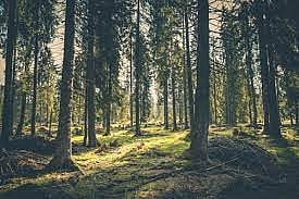 declining forest 