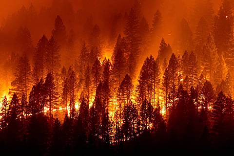 Fire in forest