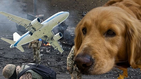 Russia Ukraine War pet animal